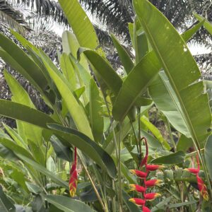 Heliconia rostrata