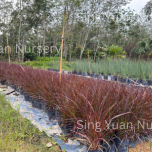Pennisetum x advena 'Rubrum'