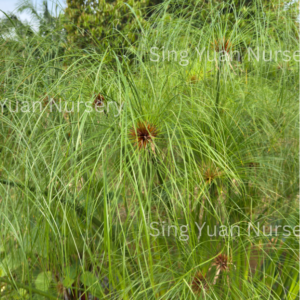 Cyperus papyrus