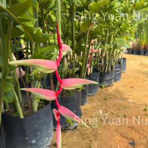 Heliconia chartacea ‘Sexy Pink’
