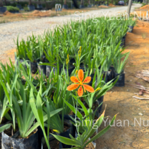 Iris domestica'Belamcanda'
