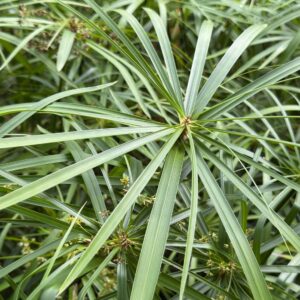 Cyperus alternifolius