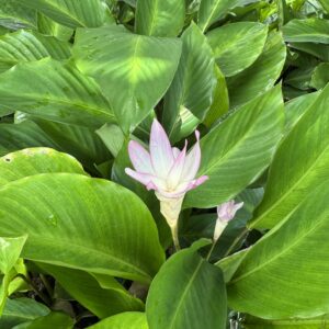 Goeppertia loeseneri'Pink Tulip Calathea'