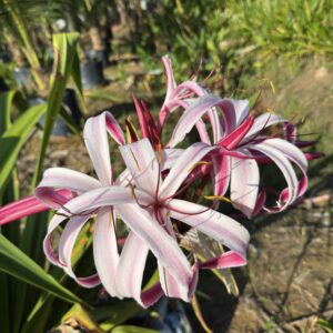 Crinum amabile