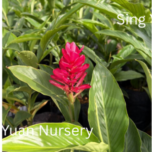 Alpinia purpurata'Red Ginger'