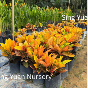 Codiaeum variegatum'Puding China/Croton'