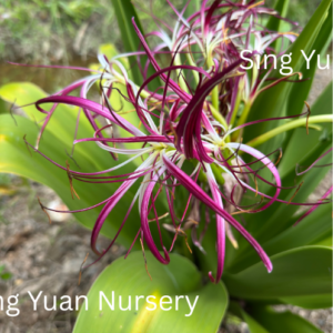 Crinum amabile