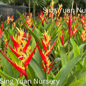 Heliconia psitacorum "Red King"