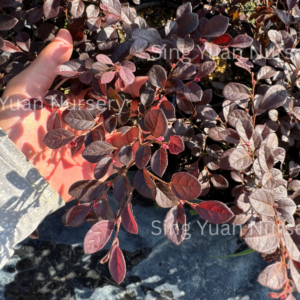 Loropetalum chinense'红彩木'