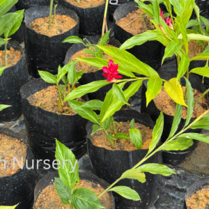 Alpinia purpurata'Red Ginger'