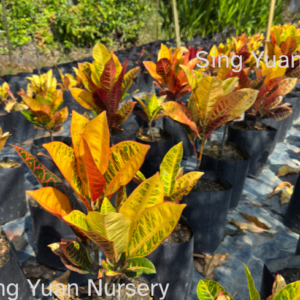 Codiaeum variegatum'Puding/Croton'
