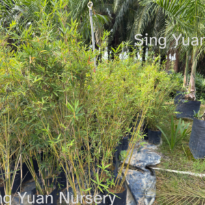 Bambusa multiplex ‘Chinese Dwarf Bamboo / Buluh Pagar’