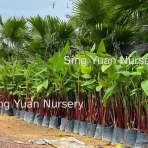 Thalia geniculata'Red Stemmed'