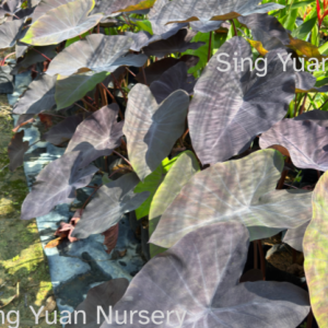 Colocasia esculenta ‘Black Magic’