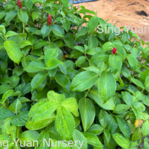 Costus woodsonii maas