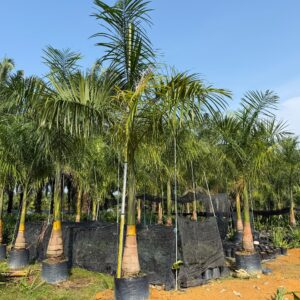 Roystonea regia ‘Royal Palm’,