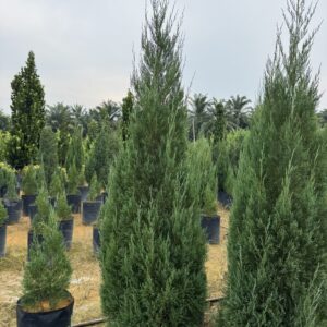 Juniperus chinensis
