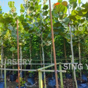 Coccoloba uvifera "Sea Grape"