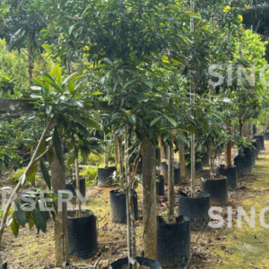 Xanthostemon chrysanthus