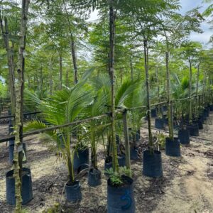 Caesalpinia sappan (Sepang Tree)