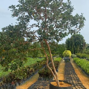 Cherry Guava (Psidium cattleianum)