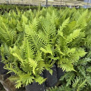 Blechnum gibbum