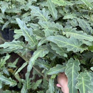 Philodendron xanadu