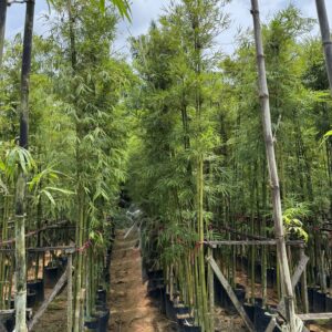 Stone bamboo