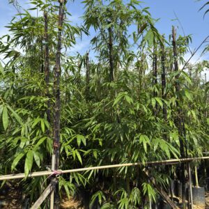 Black bamboo