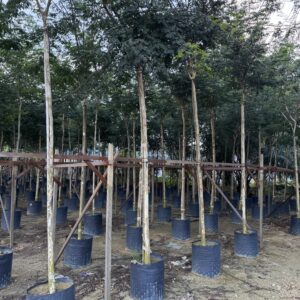 Caesalpinia ferrea "Leapord tree"