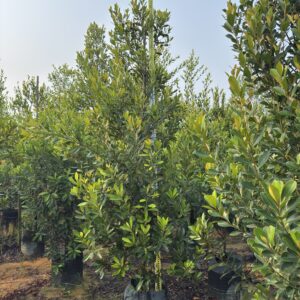 Tristaniopsis obovata "Pokok pelawan"