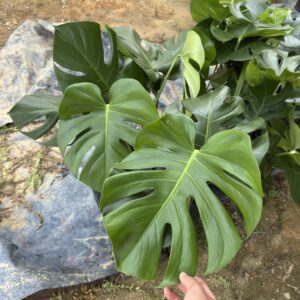 Monstera deliciosa