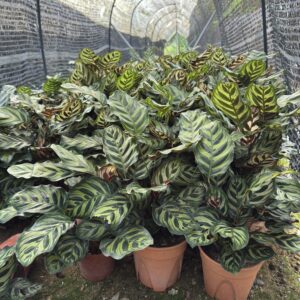 Calathea makoyana "Peacock plant"