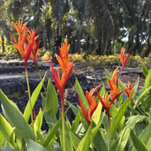 Heliconia ‘Rubra King’