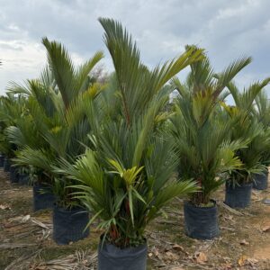 Red palm - Cyrtostachys renda