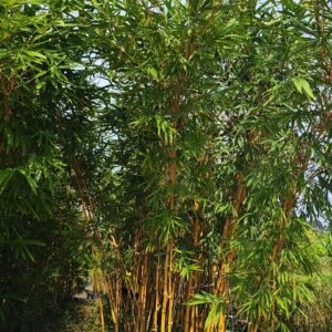 Bambusa vulgaris ‘Vittata’