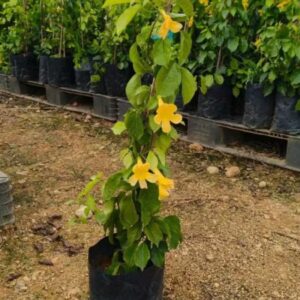 Catclaw Ivy (Dolichandra unguis-cati)
